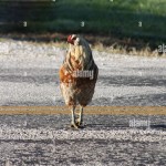 Echt Geld Spelen op de Chicken Road Gokkast in Nederland