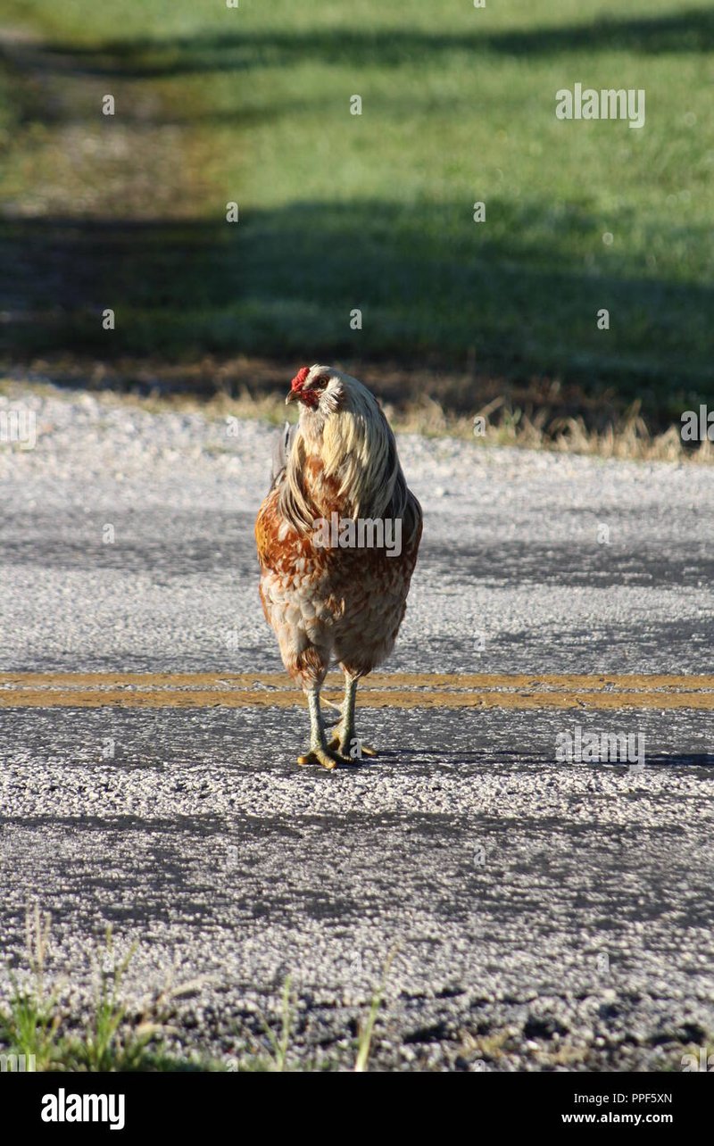 Echt Geld Spelen op de Chicken Road Gokkast in Nederland in Netherlands